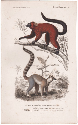 Lemur